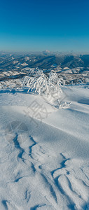清晨冬季平静的山区风景坡乌克兰喀尔巴阡山上有美丽的霜冻树木和雪地漂流图片