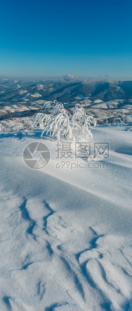 清晨冬季平静的山区风景坡乌克兰喀尔巴阡山上有美丽的霜冻树木和雪地漂流图片
