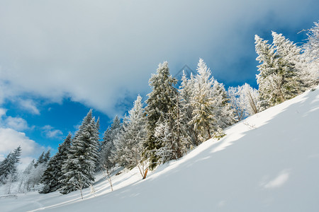 冬季平静的山地景观坡上有美丽的霜冻树木和滑雪乌克兰喀尔巴阡山图片