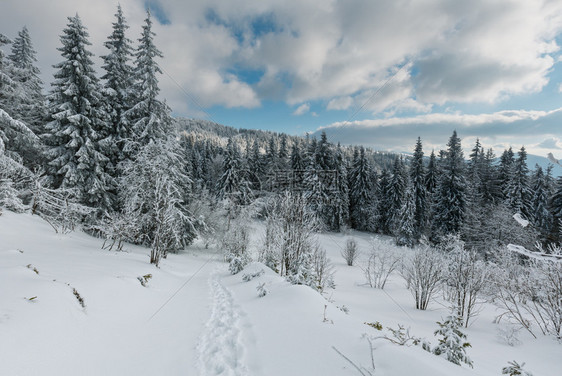 喀尔巴阡山平静的霜冻树木景观图片