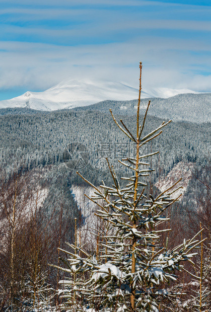 照片来自小森林和Skupova山高坡乌克兰最高霍夫纳区Chonohora山脊和PipIvan山峰喀尔巴阡图片