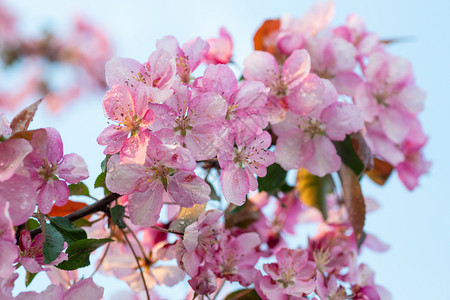 日本樱桃花朵以自然背景为美丽的春天柔软焦点概念背景图片