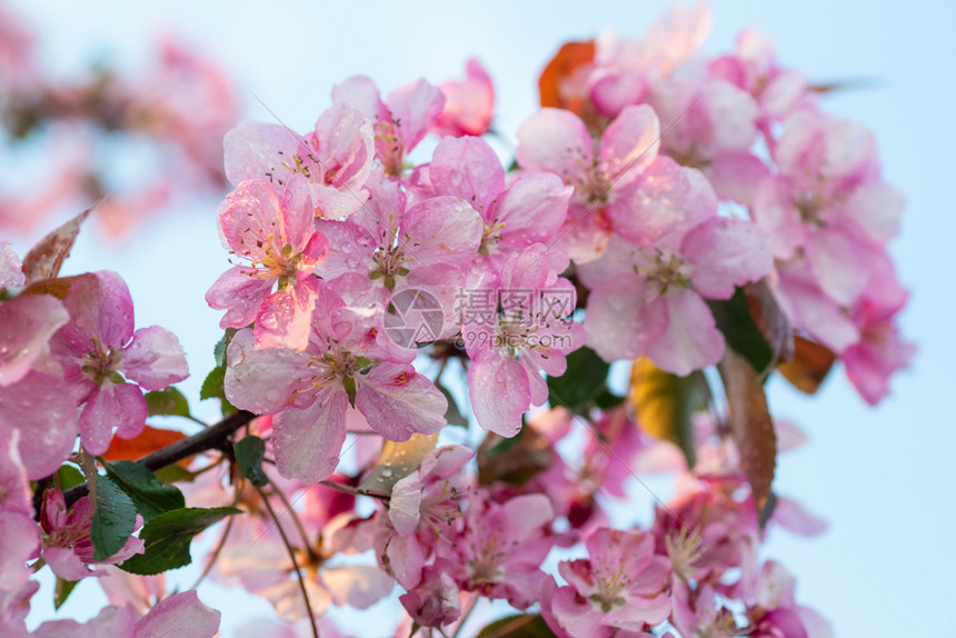 日本樱桃花朵以自然背景为美丽的春天柔软焦点概念背景图片