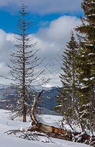 照片来自Skupova山坡的冬风景和一些枯的断风树乌克兰望向喀尔巴阡山脉的Chornohora山脊图片