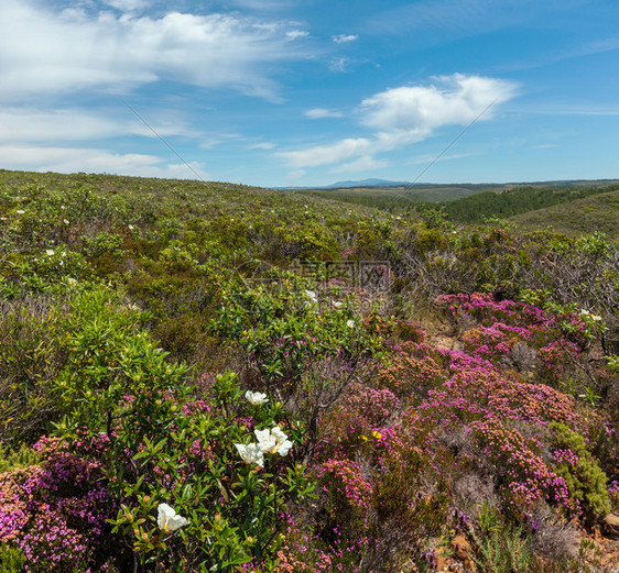 在离大西洋海岸不远的地方靠近阿尔杰苏加夫葡萄牙阿尔加夫还有小粉红色花丛CistusLadaniferGumrockroseJar图片