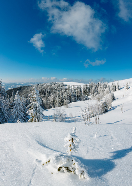 冬季平静的山地景观坡上有美丽的霜冻树木和滑雪乌克兰喀尔巴阡山图片