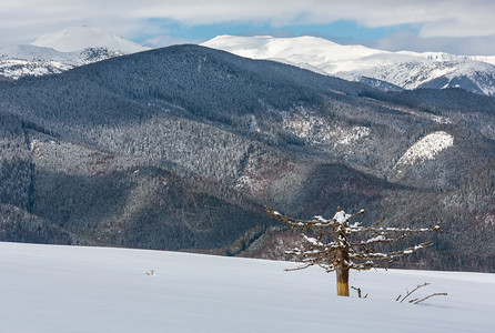照片来自Skupova山坡的冬风景和一些枯的断风树乌克兰望向喀尔巴阡山脉的Chornohora山脊图片
