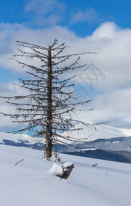 照片来自舒波娃山坡的冬风景和一些枯的断风树乌克兰望着科霍诺拉山脊和喀尔巴阡峰的皮普伊万山顶图片