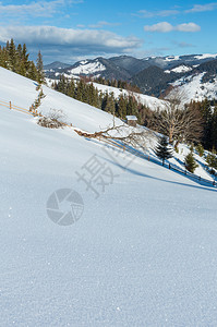 冬季早上的山覆盖了农场雪和一些枯的防风树乌克兰喀尔巴阡山宁静的村庄图片