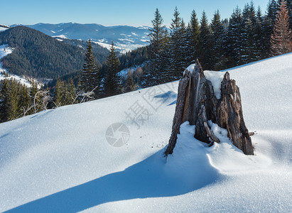 冬晨山丘雪覆盖一些枯的断风树和桩乌克兰喀尔巴阡山宁静的Dzembronya村农郊区图片