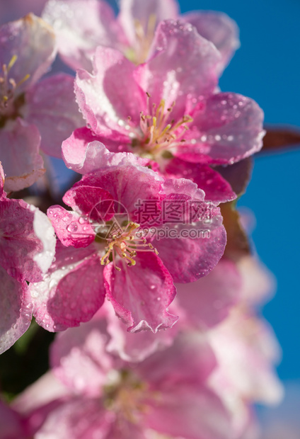 日本樱桃花朵蓝天空背景的花朵美丽春天柔软焦点概念背景图片