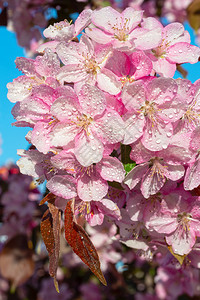 日本樱桃花朵以自然为背景美丽的春天微妙和温柔的概念背景背景