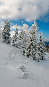 冬季平静的山地景观坡上有美丽的霜冻树木和滑雪乌克兰喀尔巴阡山图片