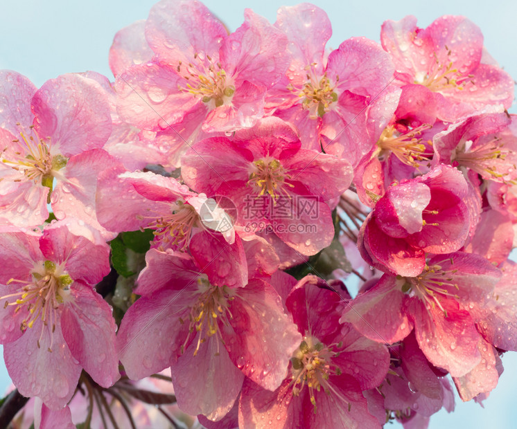 日本樱桃花朵以自然为背景美丽的春天微妙和温柔的概念背景图片