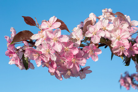 日本樱桃花朵蓝天空背景的花朵图片