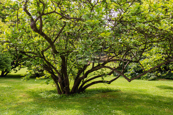 夏季城市公园草坪上的布希树图片