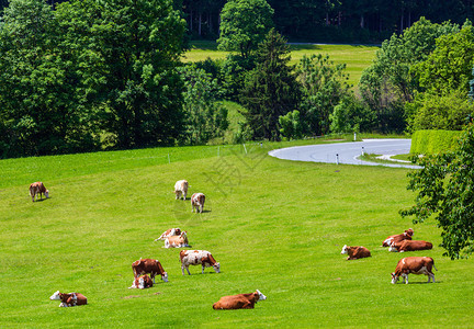 在盛开的夏草地牧场上放的牛群图片