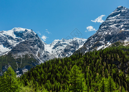 在意大利阿尔卑斯山顶有森林和雪的斯泰尔维奥山高公路上图片