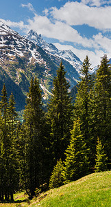 夏季阿尔卑斯山脉景观坡上有森林远在奥地利雪覆盖了岩石顶部图片