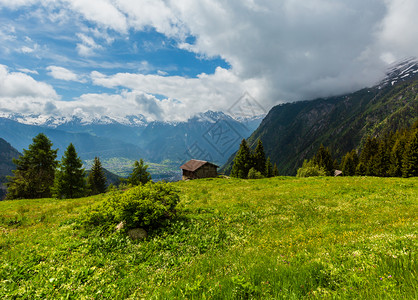 赶黄草瑞士草原坡上有黄野花的夏季阿尔卑斯山脉地貌背景