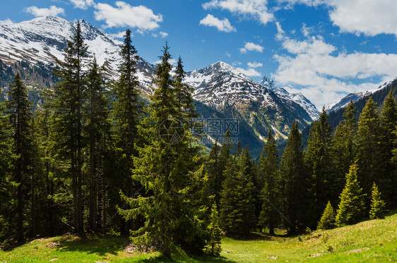 夏季阿尔卑斯山脉景观坡上有森林远在奥地利雪覆盖了岩石顶部图片