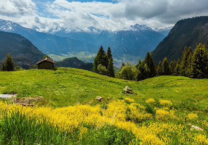 瑞士草原坡上有黄野花的夏季阿尔卑斯山脉地貌图片