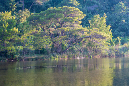 夏夜湖在松林风景中岸边有大松树图片