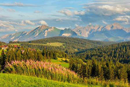山村夏季傍晚郊区前面和后的Tatra山脉有粉红色花朵波兰GliczarowGorny图片