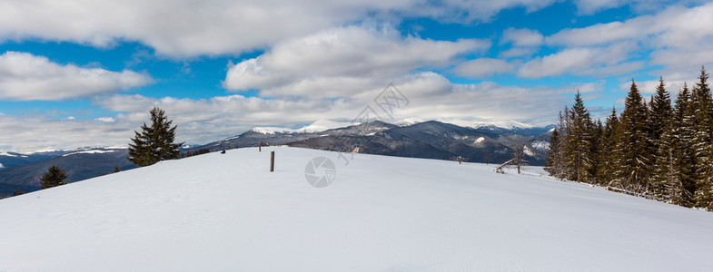 照片来自舒波娃山坡的冬风景和一些枯的断风树乌克兰望着科霍诺拉山脊和喀尔巴阡峰的皮普伊万山顶图片