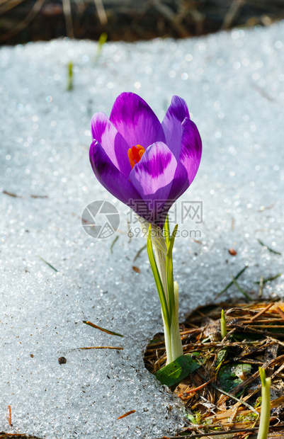 在喀尔巴阡山高原谷乌克兰欧洲的春天紫色花朵盛开美丽的概念春天或初夏景象图片