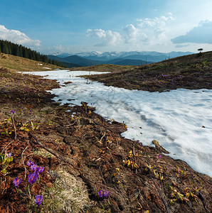 在喀尔巴阡山高原谷乌克兰欧洲的春天紫色的花朵crocushuffelelianus高山花朵Crocusvernus在喀尔巴阡山高图片