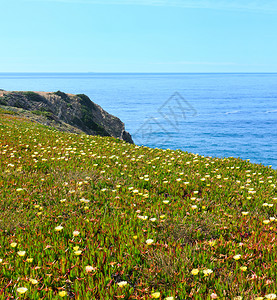 夏季开花的大西洋海岸风景葡萄牙阿尔杰苏加韦利夫纳角图片