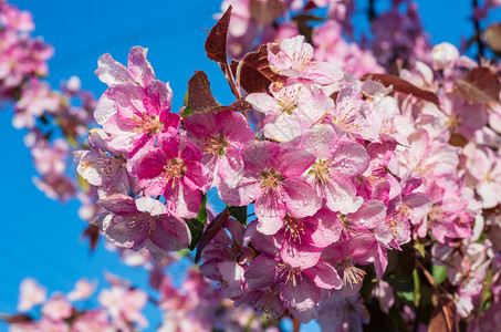 日本樱桃花朵蓝天空背景的花朵图片