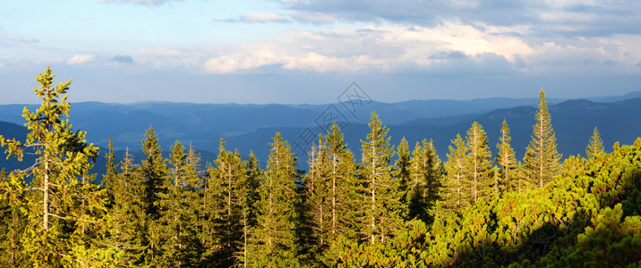 Homiak山顶乌克兰喀尔巴阡山的夏季Gorgani山脊风景图片