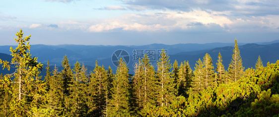Homiak山顶乌克兰喀尔巴阡山的夏季Gorgani山脊风景图片