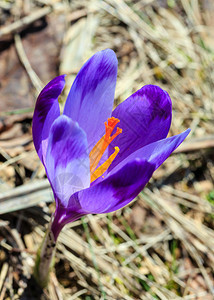 最早的紫罗兰花朵出现在喀尔巴阡山高原图片