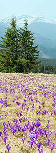 在乌克兰喀尔巴阡山高原的春季喀尔巴阡山高原上传出紫色克罗库斯高山花vernus高山花垂直分辨率复合图像具有相当深的田野锐利度图片