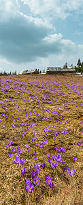 在乌克兰喀尔巴阡山高原的春季喀尔巴阡山高原上传出紫色克罗库斯高山花vernus高山花垂直分辨率复合图像具有相当深的田野锐利度图片