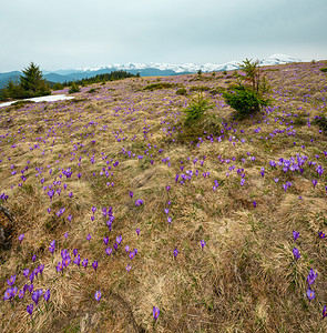 在喀尔巴阡山高原谷乌克兰欧洲的春天紫色的花朵crocushuffelelianus高山花朵Crocusvernus在喀尔巴阡山高图片