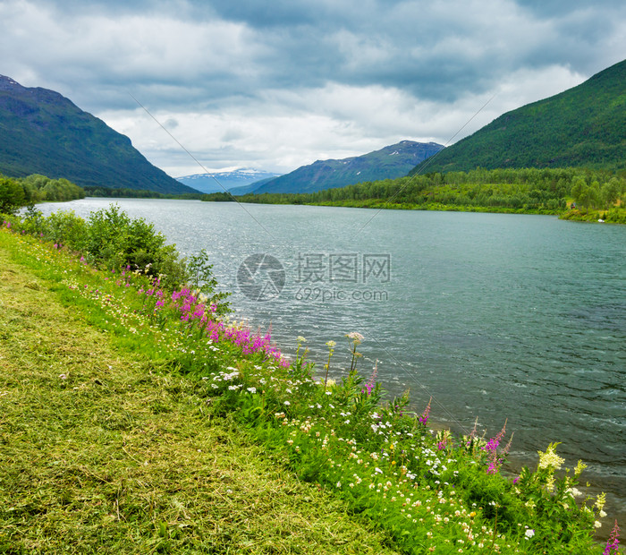 夏季Senjafjord海岸风景与盛开的野生美丽花朵StorelvaSkaland挪威云笼罩的天气图片