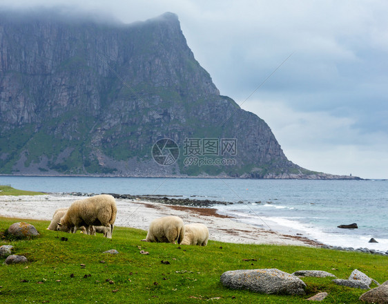 豪克兰海滩附近的羊群夏季阴云的风景挪威洛福顿图片