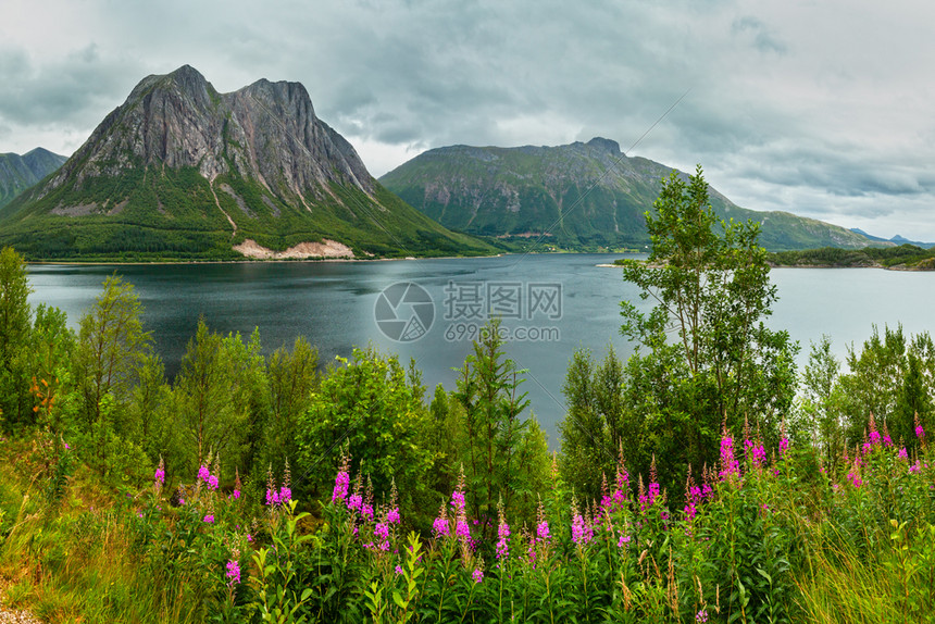 寒冬的阴云般风景野生粉红色花朵在挪威前方开花全景图片