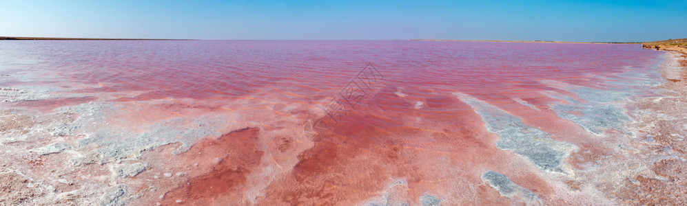 粉色极咸西瓦什湖以微藻为颜色含晶状盐沉降物又称普特里德海或罗滕乌克兰特森地区里米亚和阿拉巴特斯匹附近图片