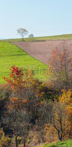 秋天喀尔巴阡山村景观乌克兰伊瓦诺弗基夫斯克州山顶有田地和树的农村景象图片