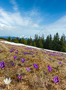 VioletCrocusHeuffelianusCrocusvernus高山花朵在喀尔巴阡山高原谷乌克兰欧洲的春天图片