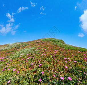 夏天开花的山上有卡波布罗图斯粉红色的花朵和蓝天空图片