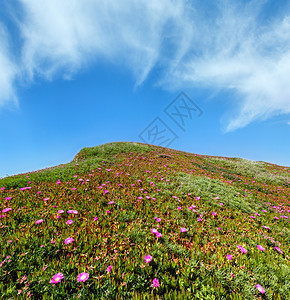 夏天开花的山丘有卡波布罗图斯粉红色花朵和蓝天空有云彩图片