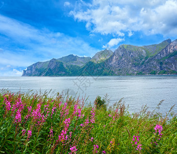 夏季Senja海岸挪威前方有观光和粉红色花朵多云的天气图片