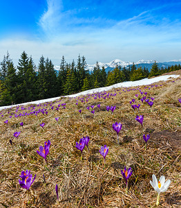 VioletCrocusHeuffelianusCrocusvernus高山花在喀尔巴阡山高原谷乌克兰欧洲多镜头综合图像具有相当图片