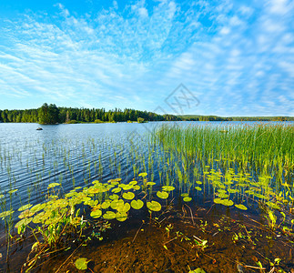 芬兰夏季湖风景与林边缘芬兰图片